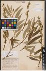 Foto von Salix fragilis L.